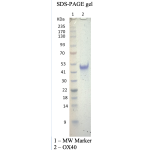 Recombinant Human OX40 